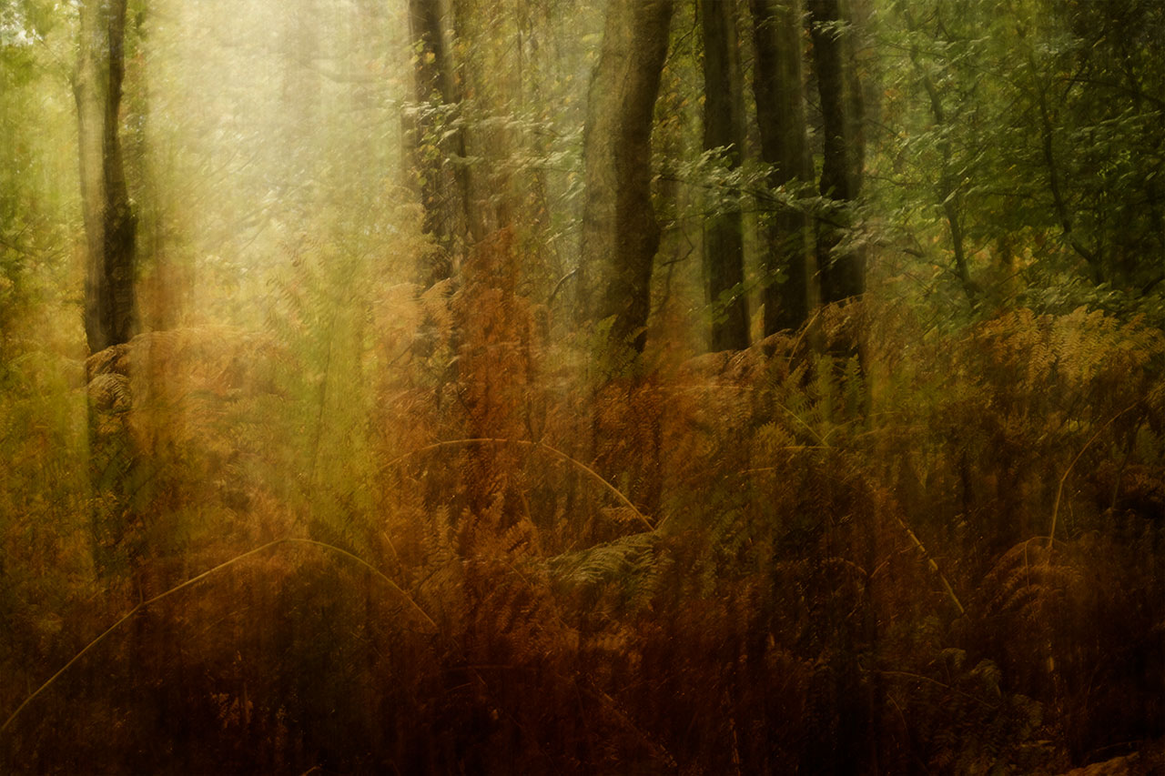 ashdown forest autumn