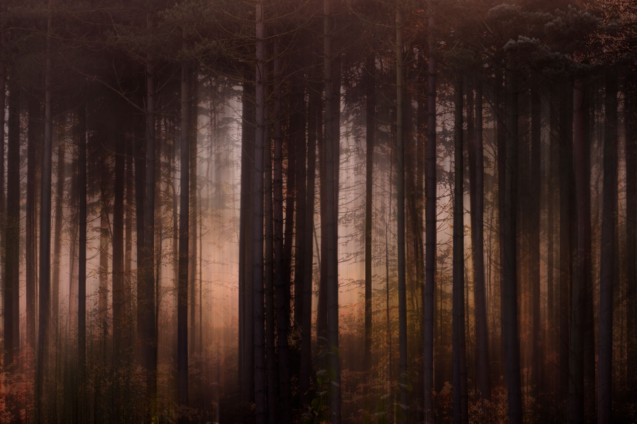 lingfield misty trees