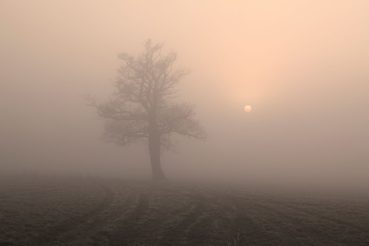 troytown mist