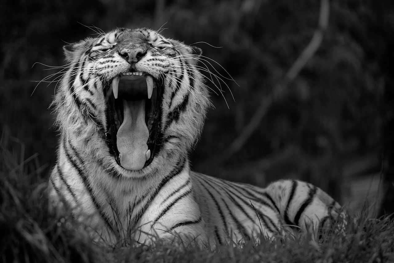 big cat sanctuary amasia amur tiger
