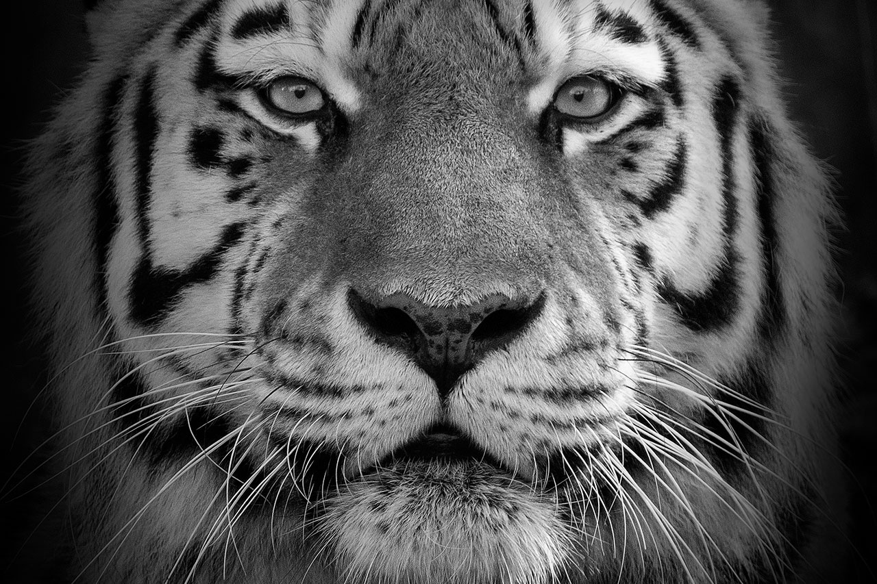 the big cat sanctuary amasia amur tiger