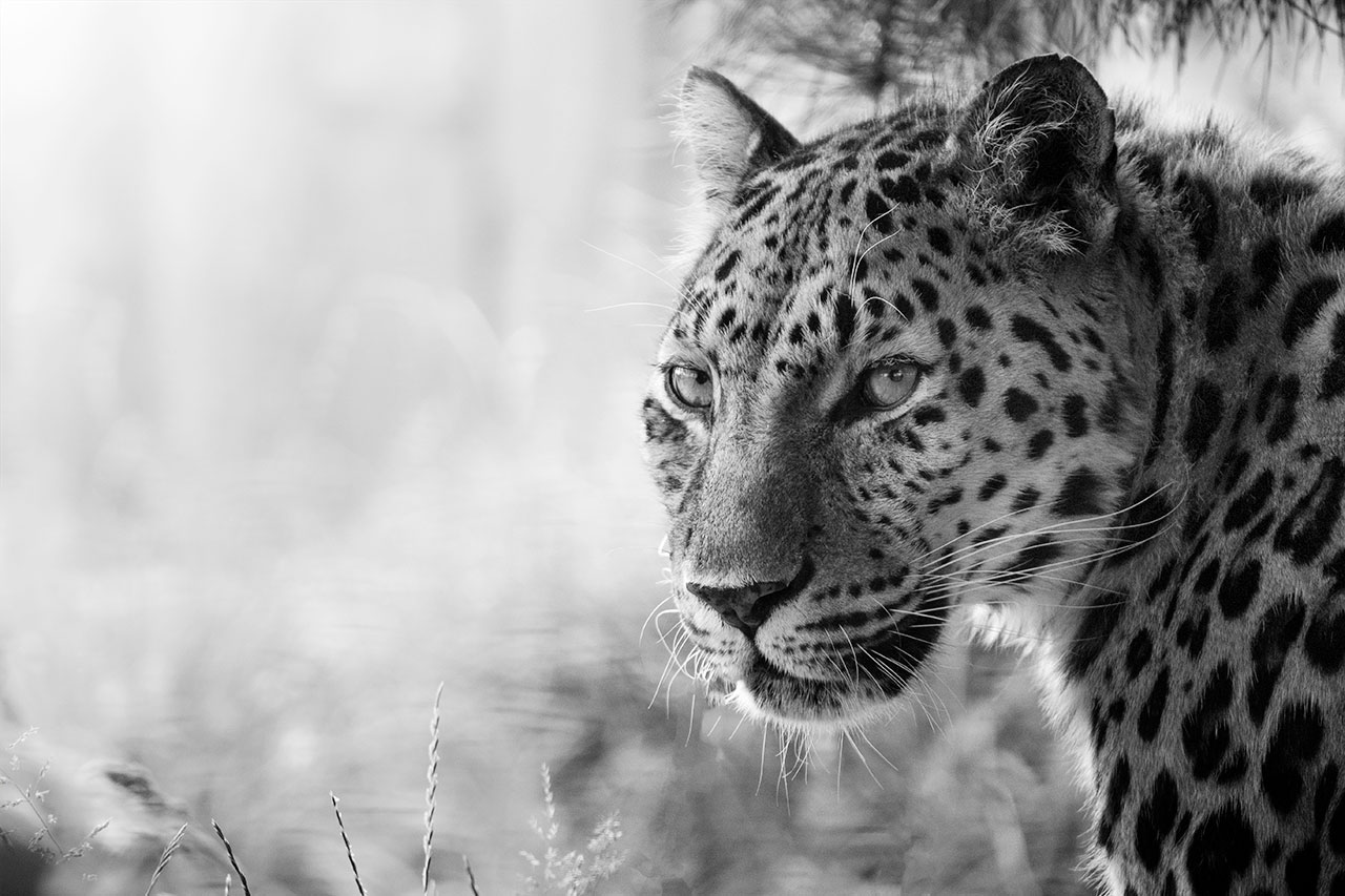 the big cat sanctuary artur amur leopard