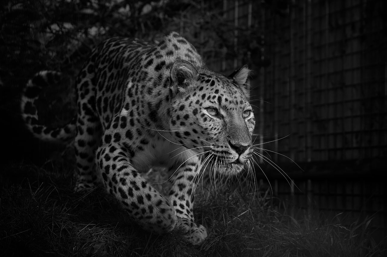 big cat sanctuary leopard artur