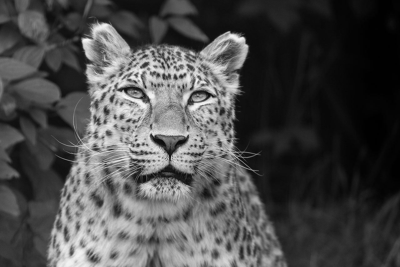 big cat sanctuary atara north chinese leopard