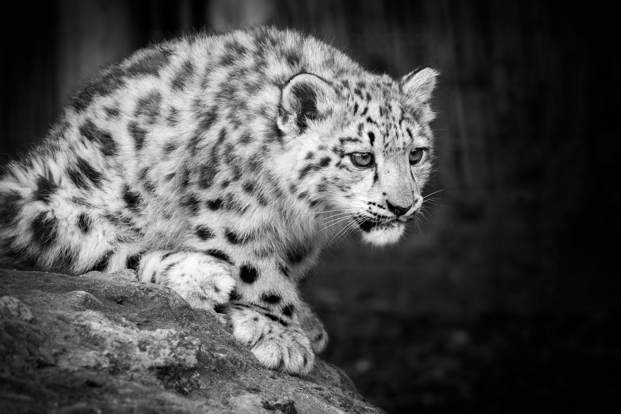 big cat sanctuary snow leopard cub