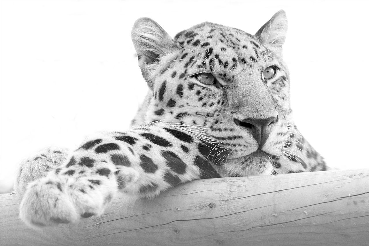 the big cat sanctuary hogar amur leopard