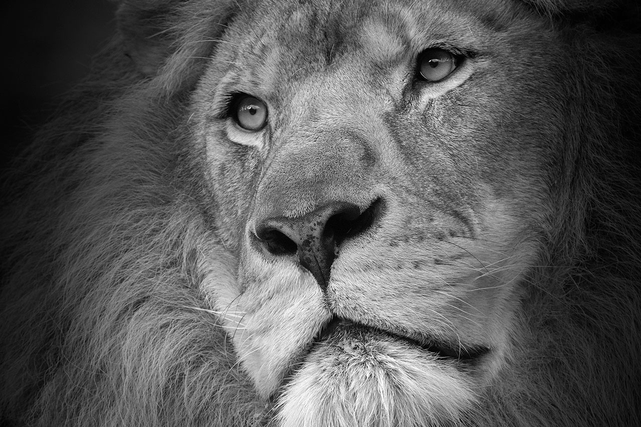 big cat sanctuary african lion kasanga