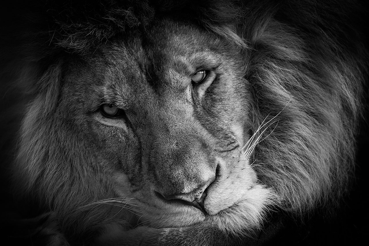 big cat sanctuary african lion kasanga
