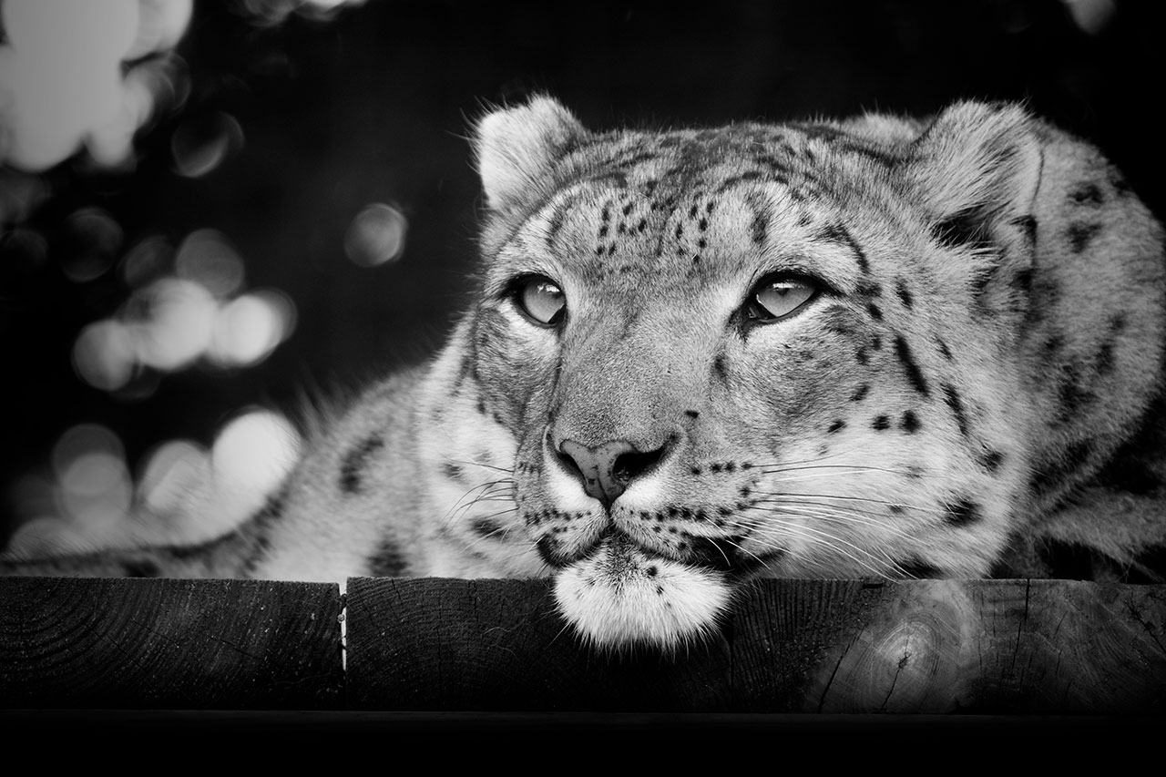 big cat sanctuary laila snow leopard