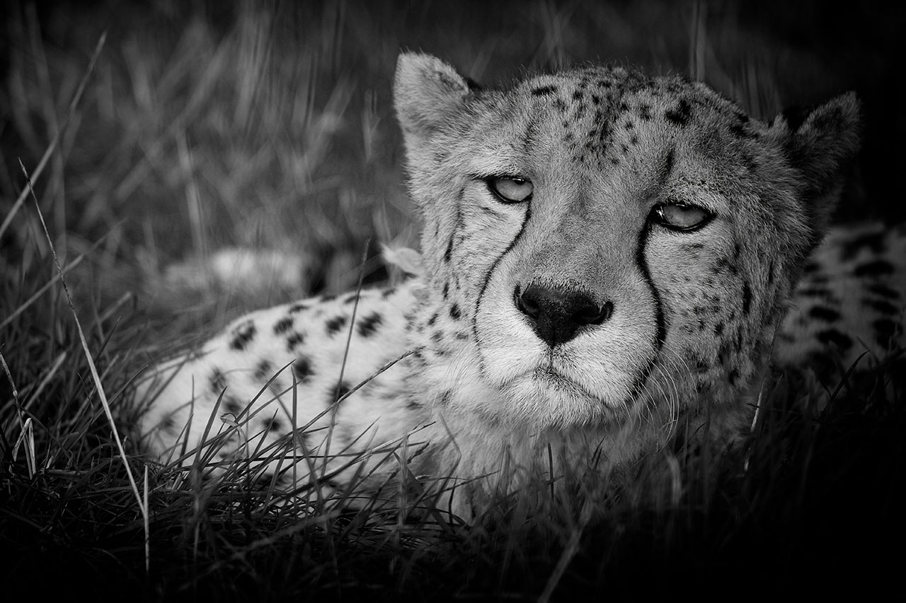 big cat sanctuary murphy cheetah