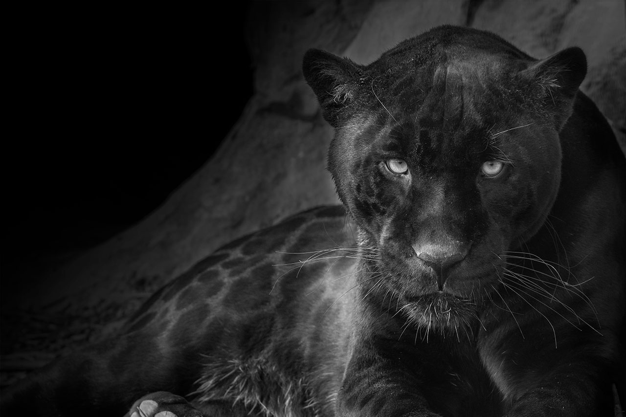 the big cat sanctuary neron jaguar