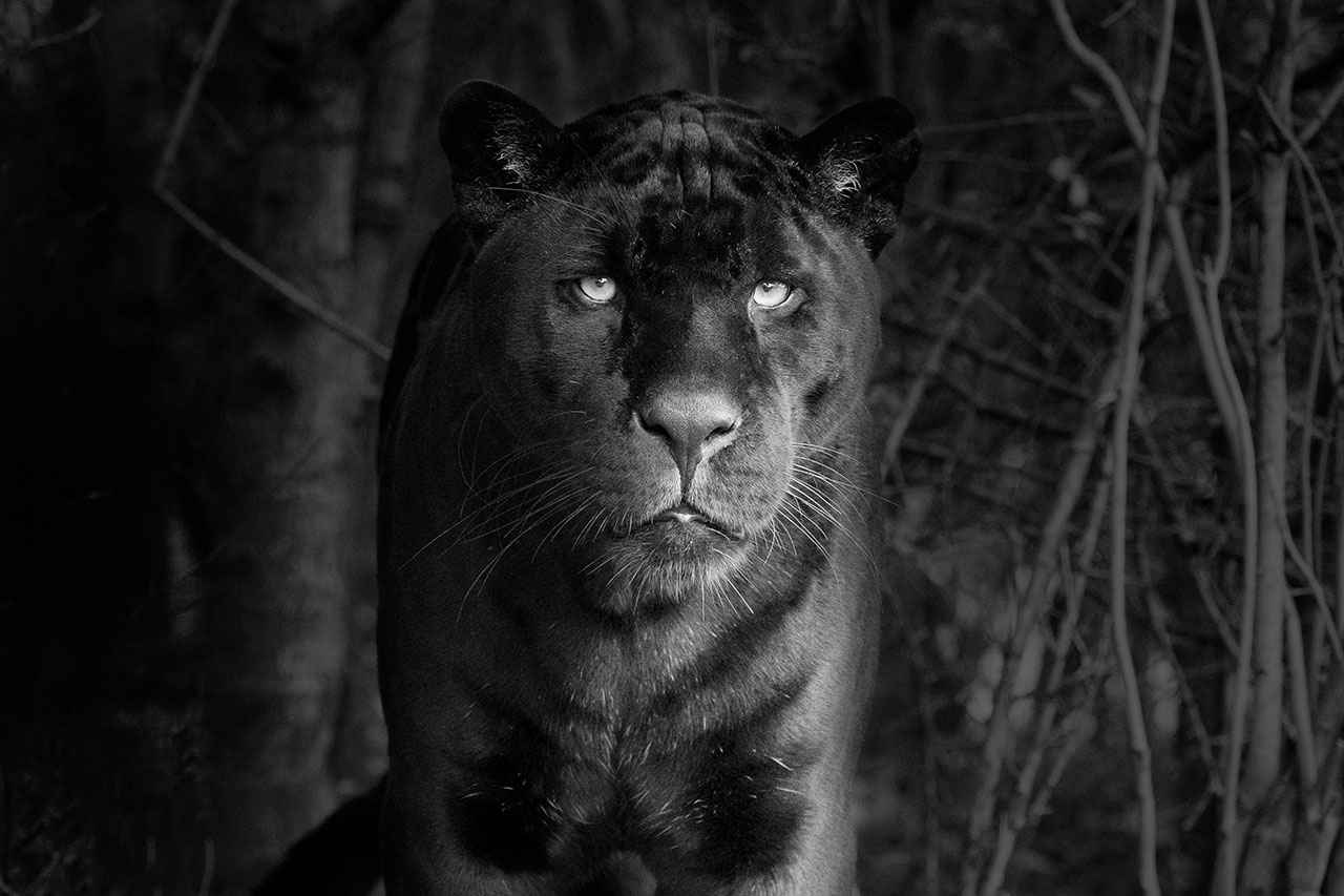 big cat sanctuary jaguar neron