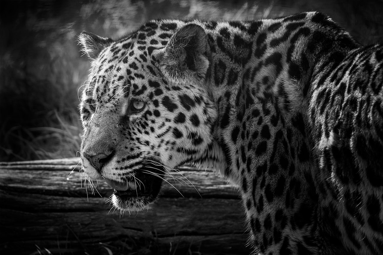 big cat sanctuary sofia jaguar