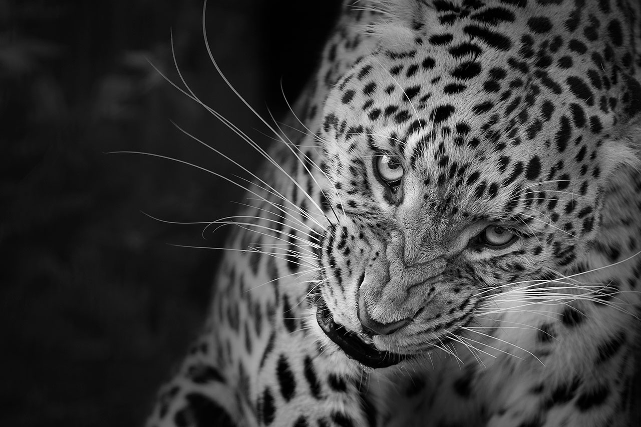 big cat sanctuary leopard tairi